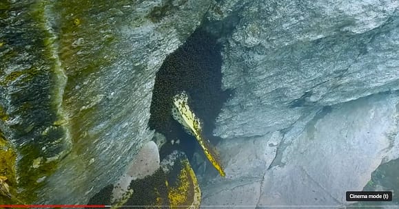 Mad Honey Hunting in Nepal